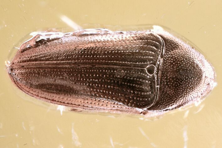 Detailed Fossil False Click Beetle (Throscidae) in Baltic Amber #367410